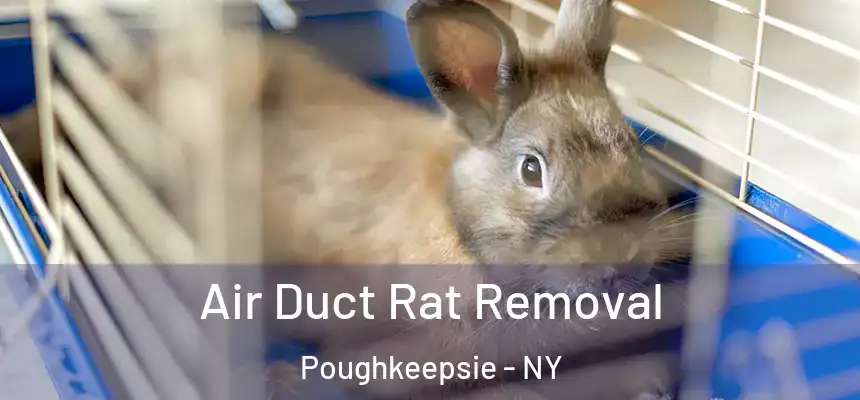 Air Duct Rat Removal Poughkeepsie - NY